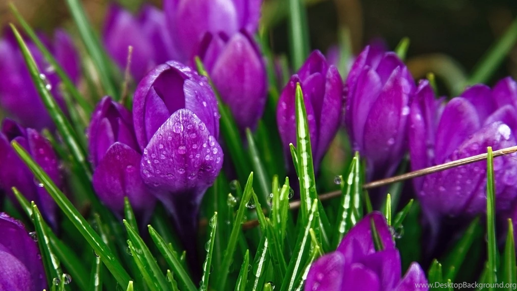 Crocuses After The Rain Wallpapers