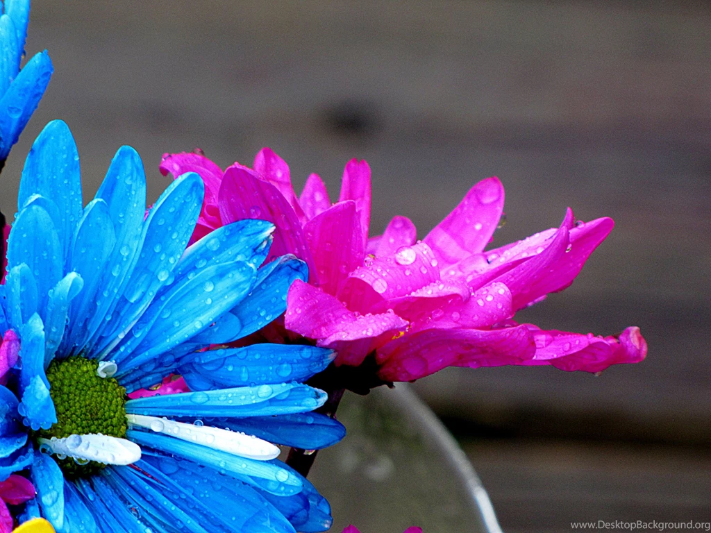 HD Daisys Flowers Rain Free Download
