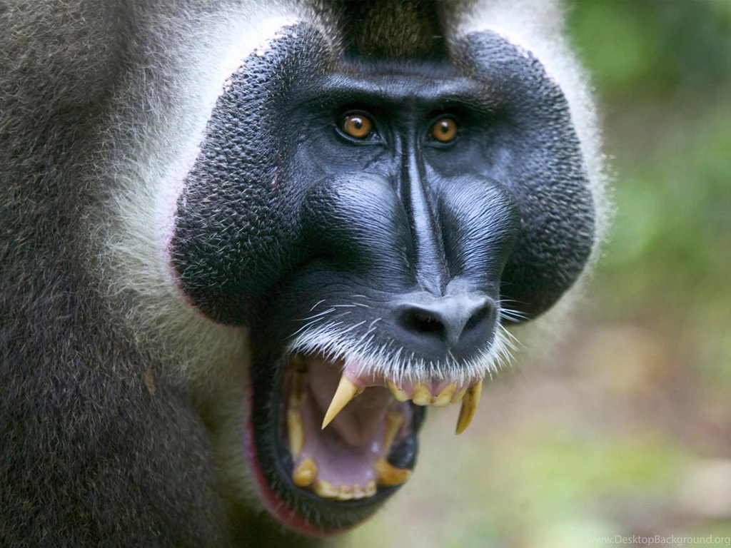 6 Baboon HD Wallpapers