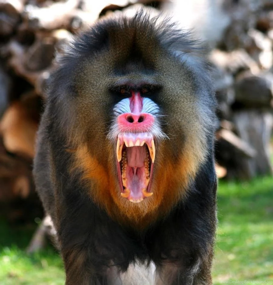 Baboon wallpaper 3 Pixdaus