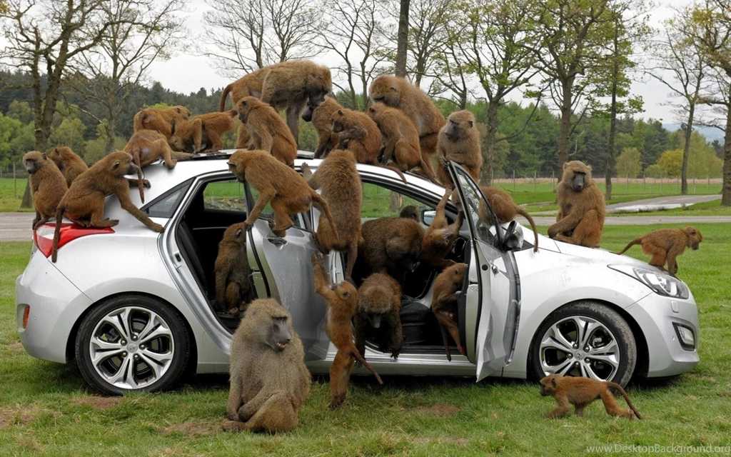 6 Baboon HD Wallpapers