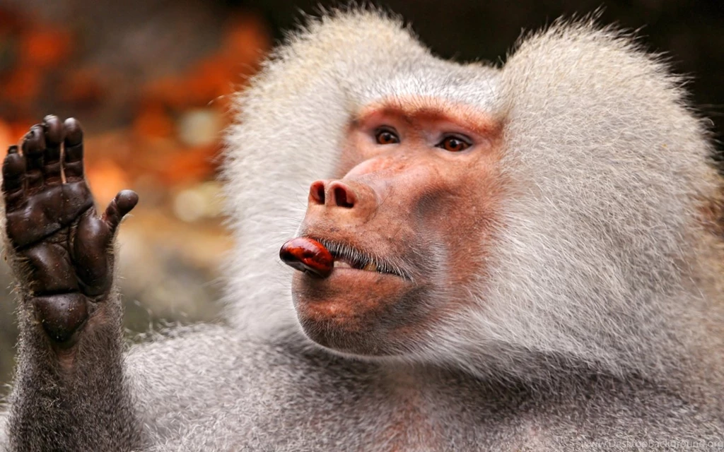 Baboon Wallpapers, Images, Photos, Pictures & Pics