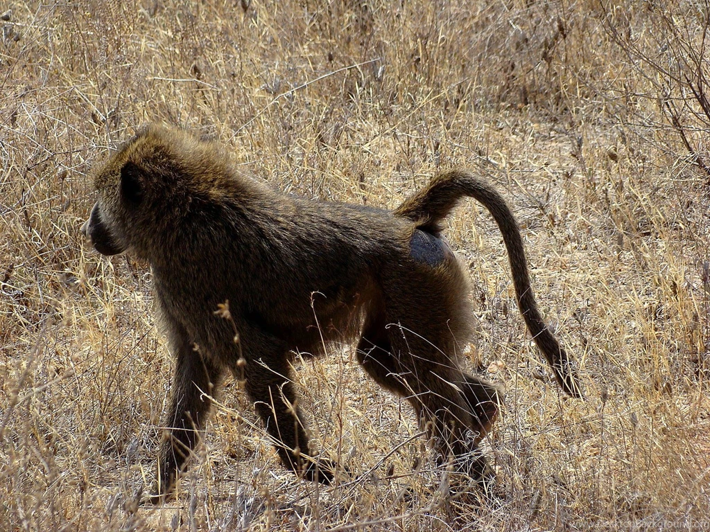 Yellow Baboon Wallpapers Animals Town