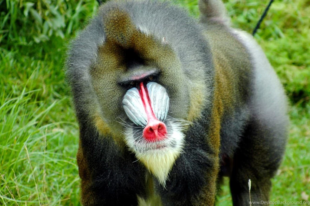 Baboon HD Desktop Wallpapers
