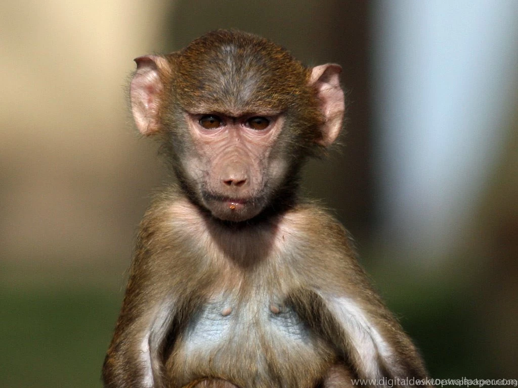 Baboon Wallpapers