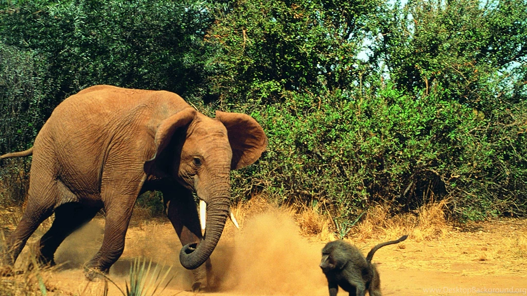 Download 2560x1440 Elephant Chasing Baboon Wallpapers