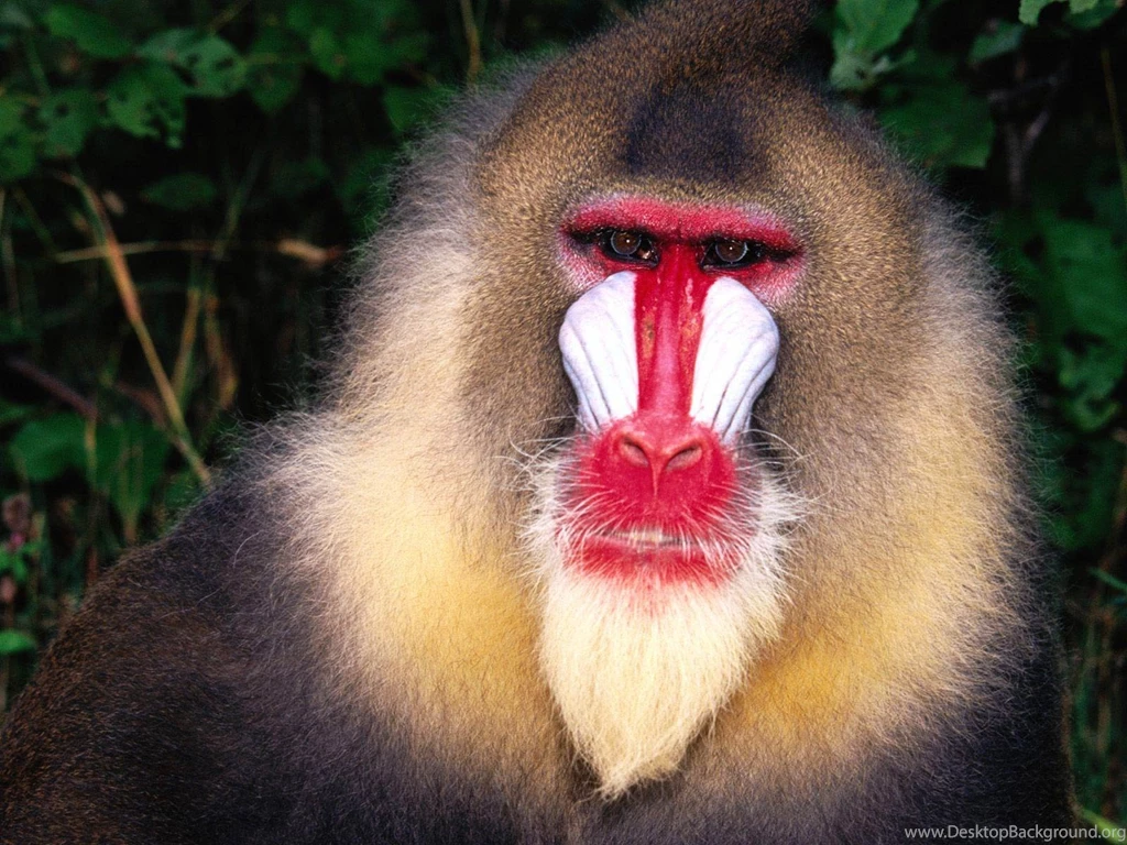 Baboon Wallpapers And Backgrounds Animals Town