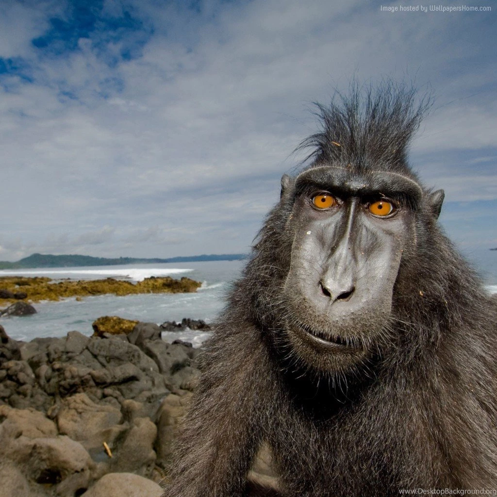 Baboon Wallpaper, Animals / Wild: Baboon, Monkey, Cute Animals, Funny