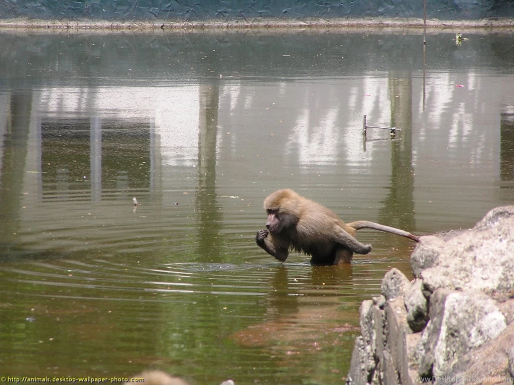 Baboon In Water Picture Free Desktop Animal Wallpapers Photo