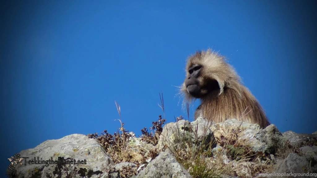 Gelada Baboon Wallpapers ImgBeat