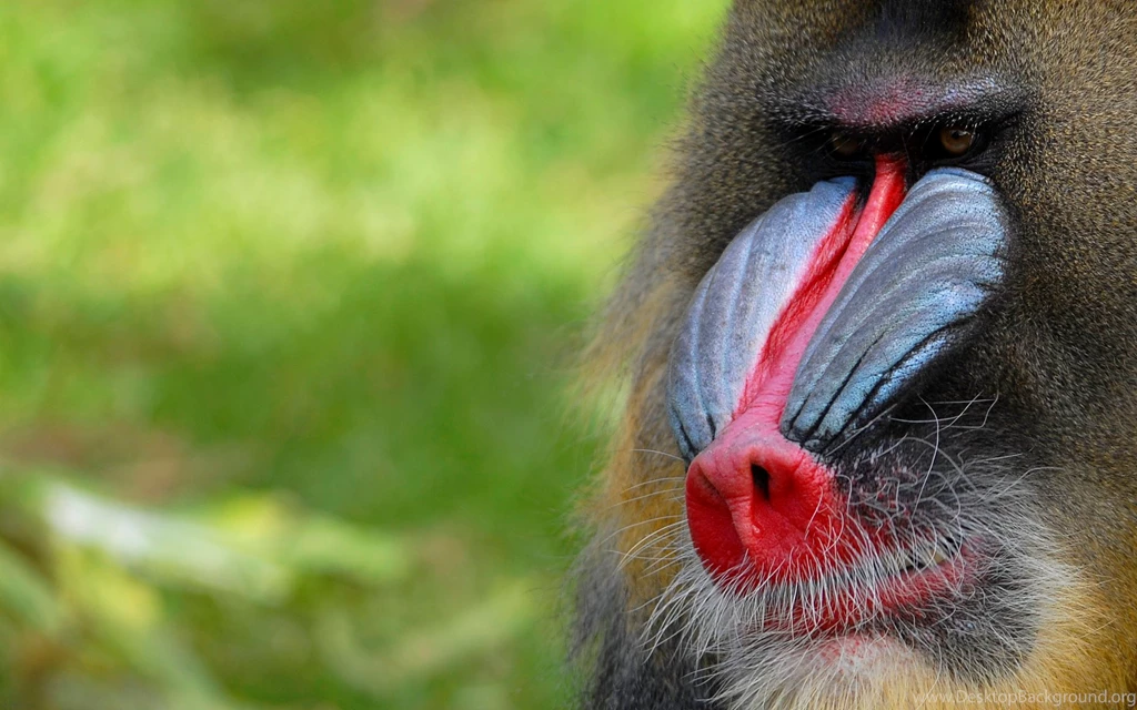 Fonds D'écran Mandrill : Tous Les Wallpapers Mandrill