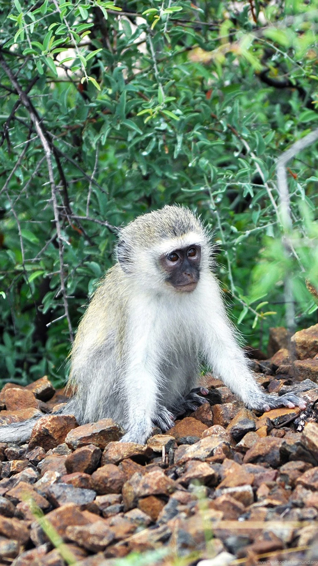 Baboon iPhone 6s Plus Wallpapers