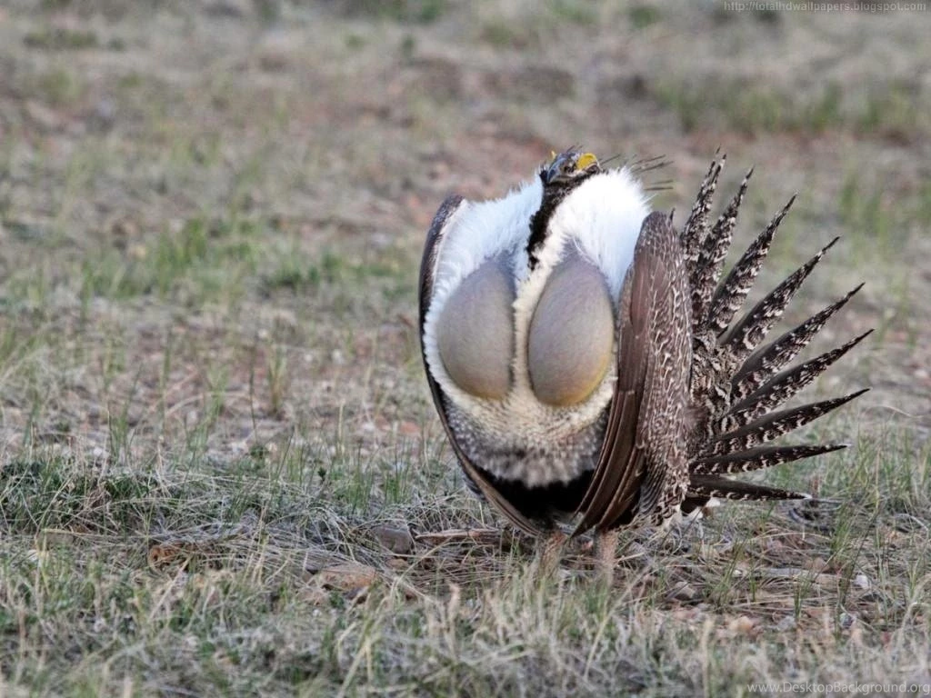 Sage Grouse HD Wallpapers I
