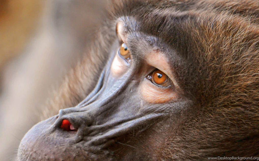 Gelada Baboon Wallpapers ImgBeat