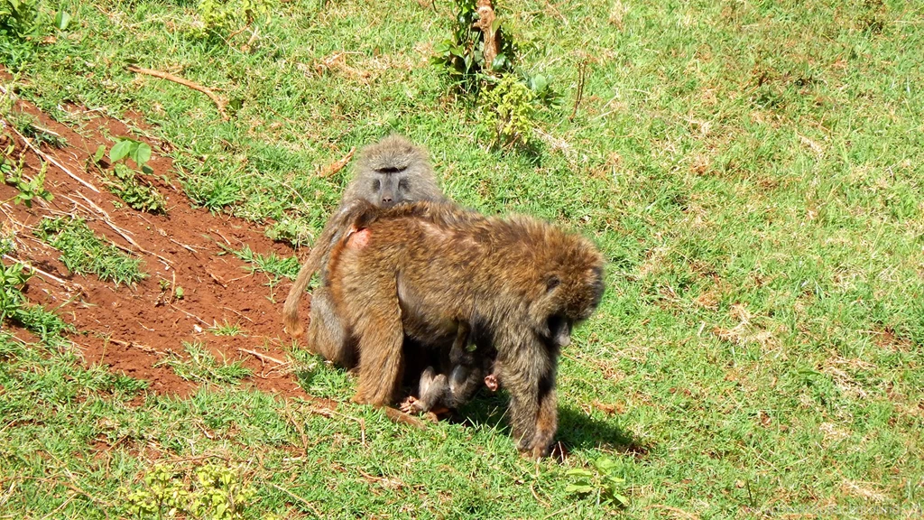 Download A Safari Wallpapers Of A Baboon Family Absolutely Free