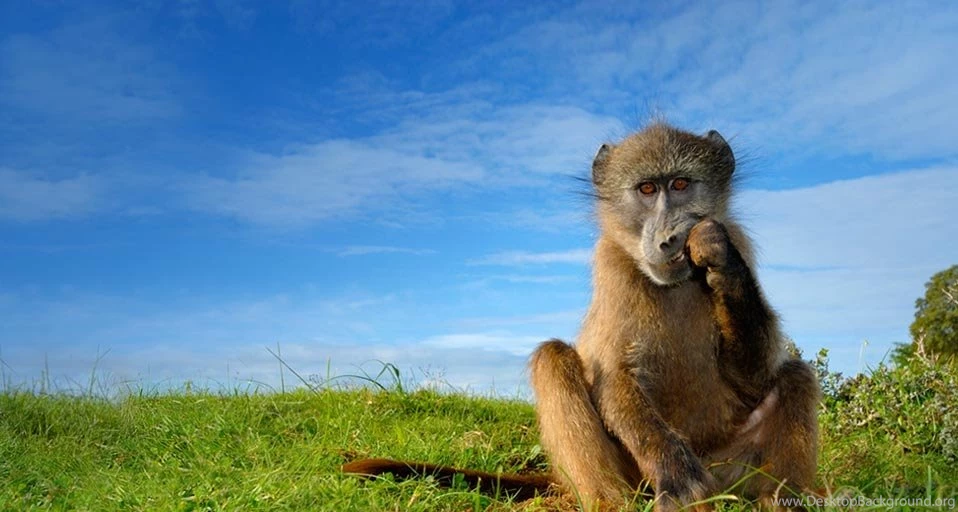 Bing Wallpapers Archive