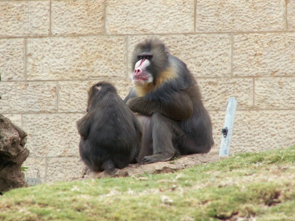 My Wallpapers Corner: Mandrill Baboon Wallpapers