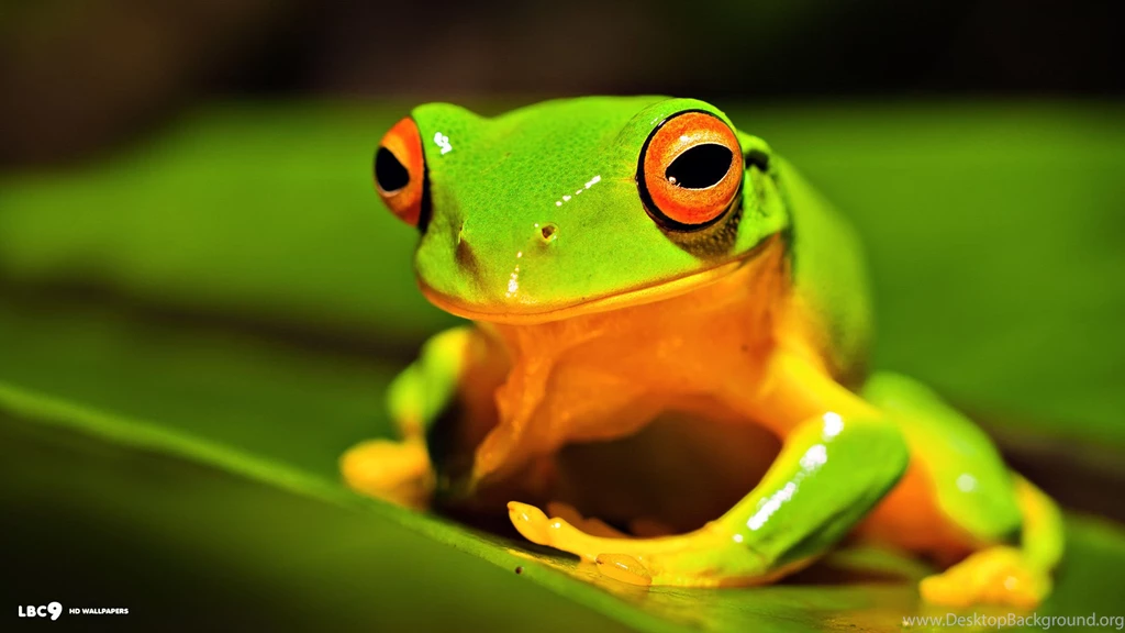 Frog Wallpapers 84/86