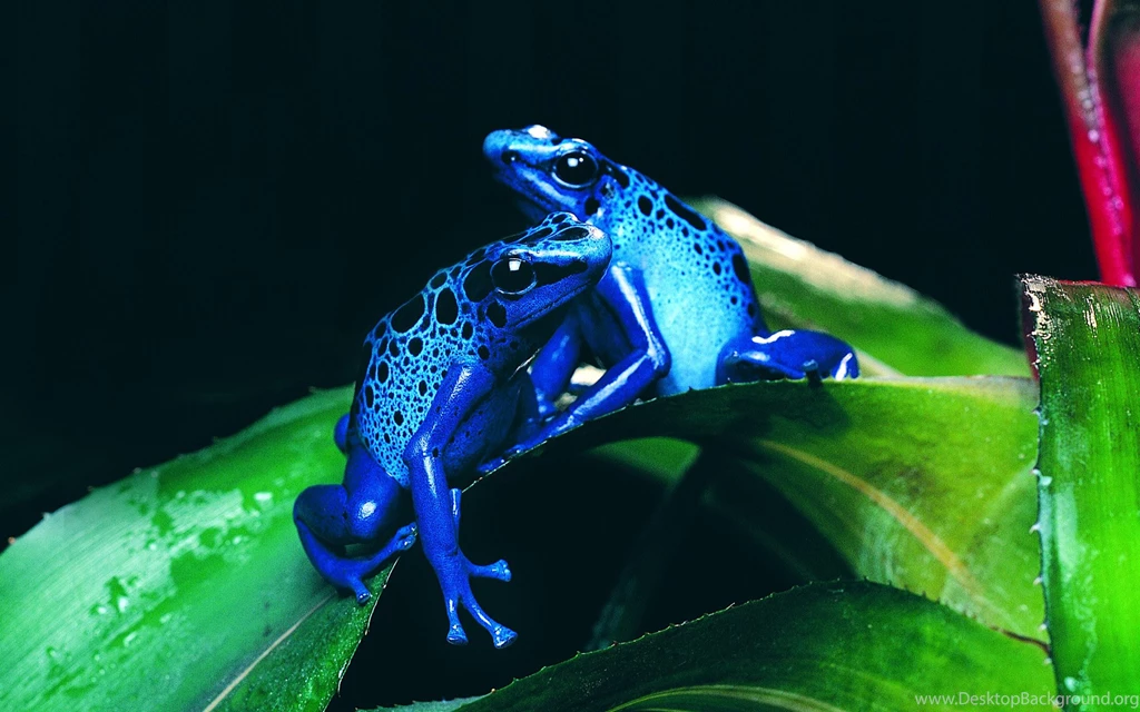 Frog Computer Wallpapers, Desktop Backgrounds