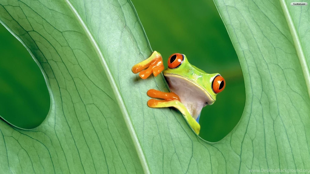 Cute Frog Backgrounds Wallpapers Cave