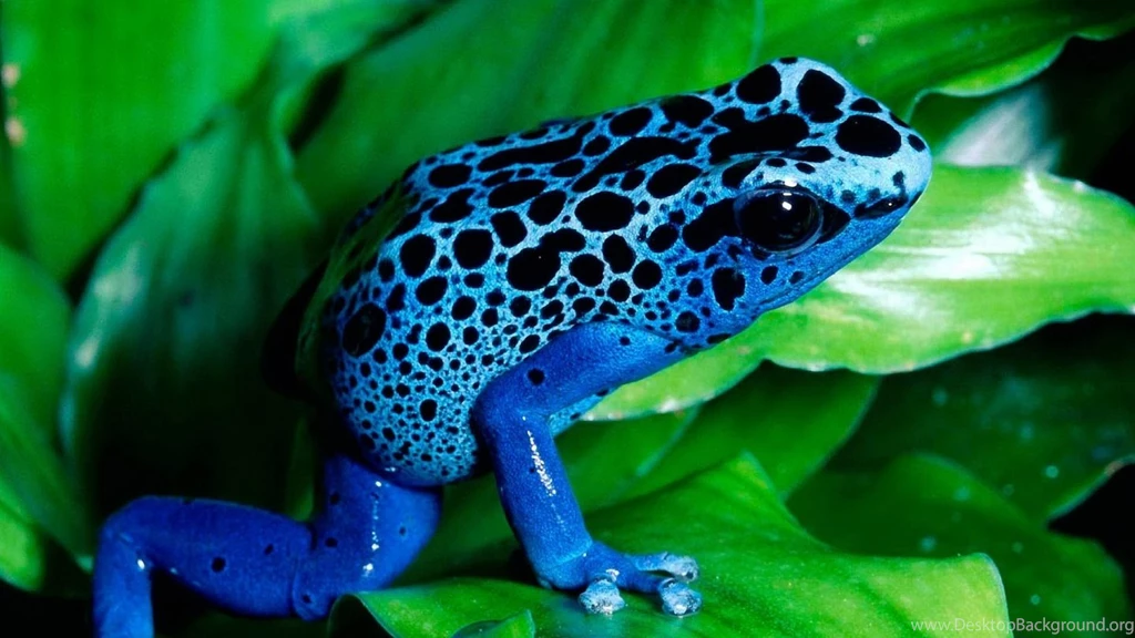 Blue Frog