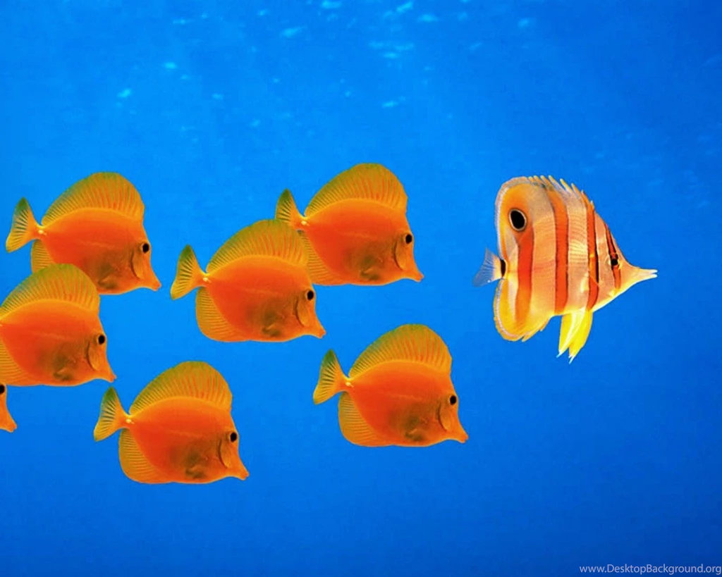 Water fish windows xp desktop 1280x1024 wanted wal ...