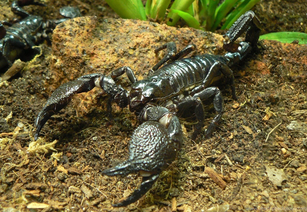 Download Animals Scorpions Wallpapers 2048x1412