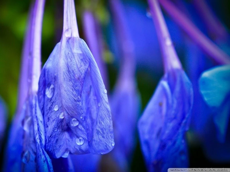60 Wonderful Raindrops HD Wallpapers For Inspiration