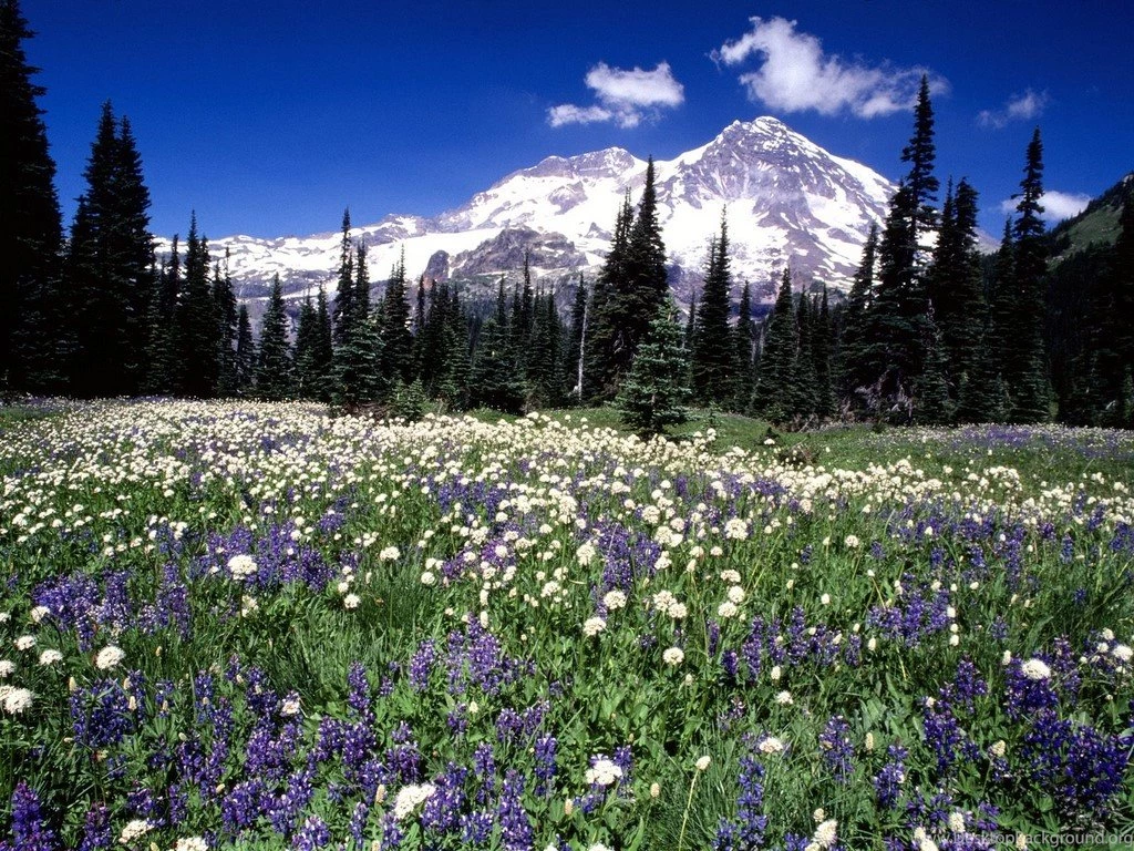 Seasonal Beauty, Mount Rainier, Washington < Nature < Life ...