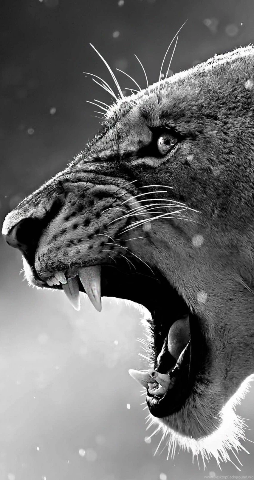 Black And White Wallpapers Iphone – Wallpapers