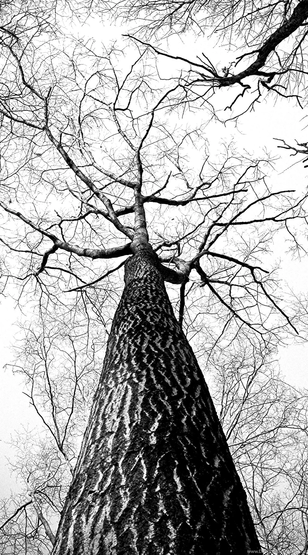 Landscape Trees Black And White