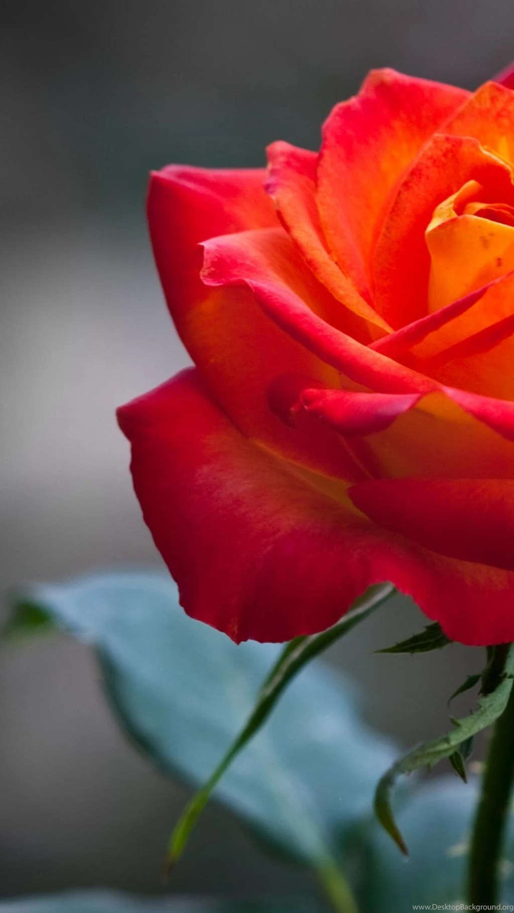 Orange Rose Hd Wallpapers