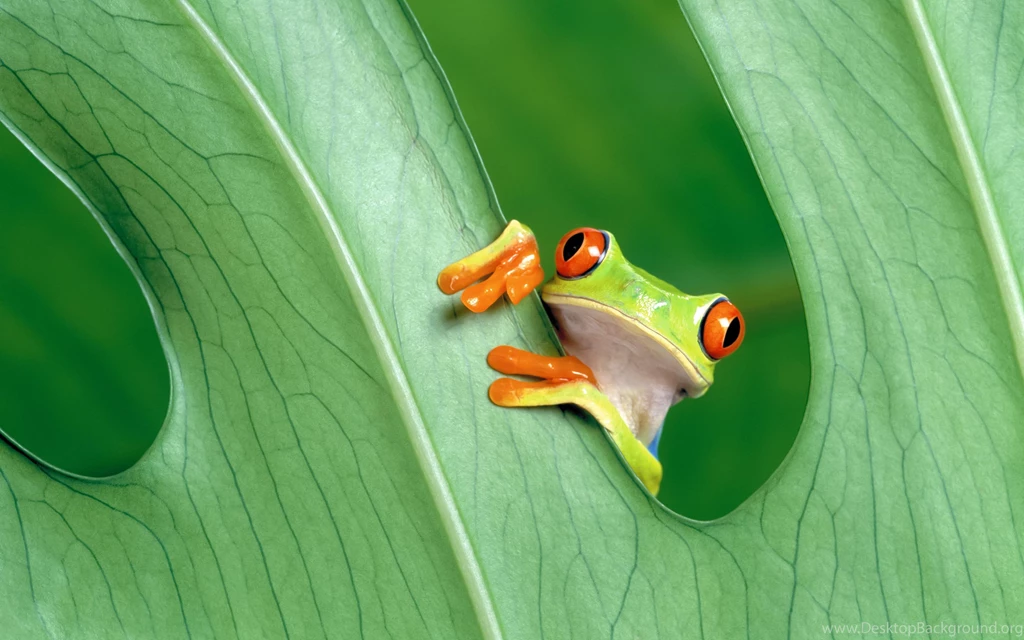 Frog Wallpapers