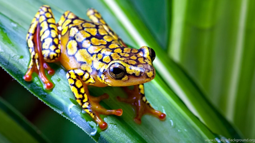 Wallpapers Frogs Frog On Leaf Hd Pictures Photos 1920x1080 ...