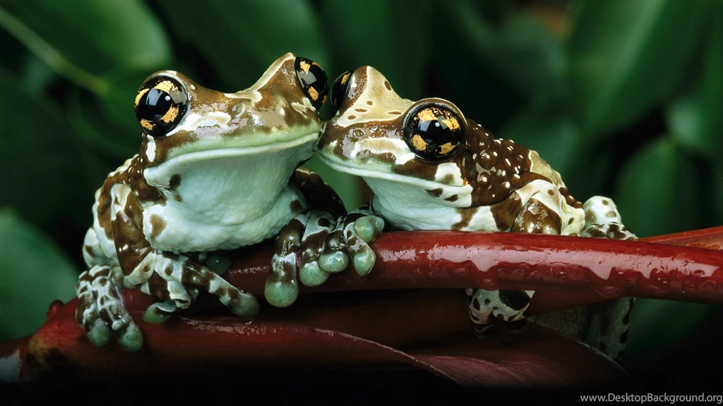 53 Download Frogs Wallpaper, ‘Frog 1& 1006 :: Frog ...