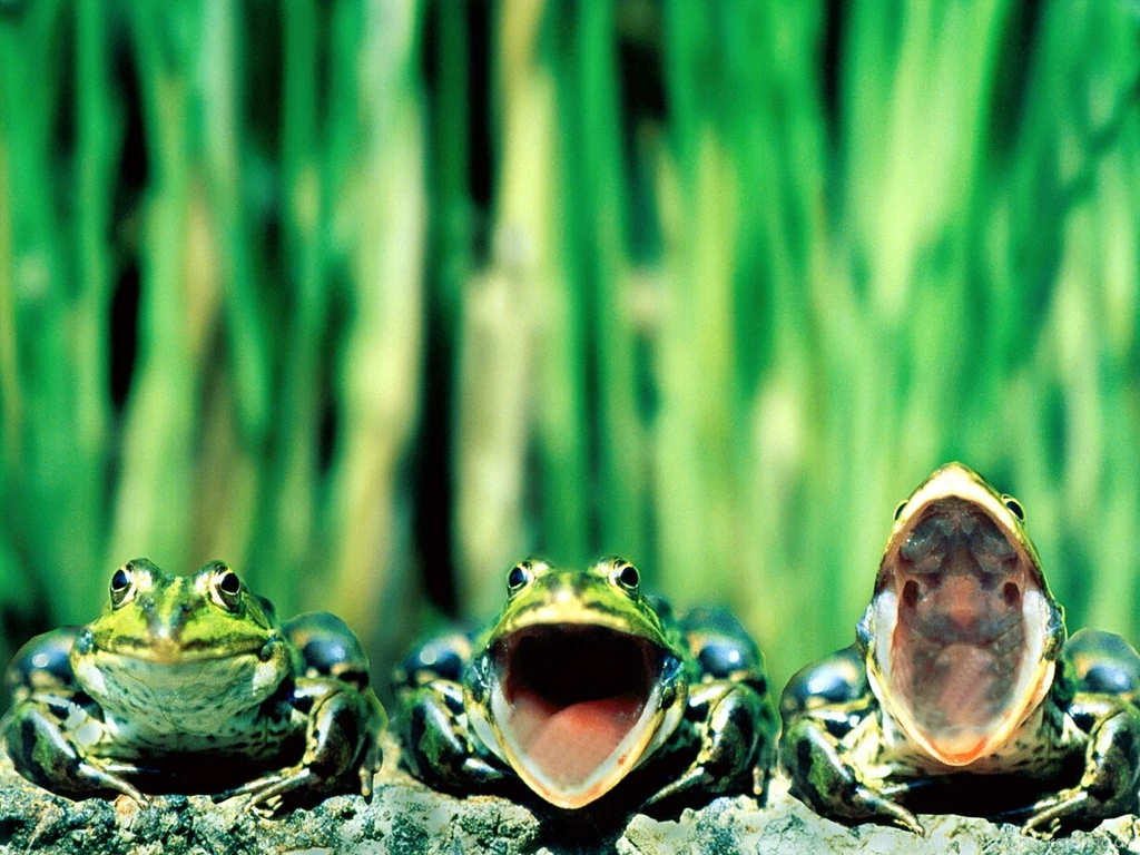 Wallpapers Frog, Green, Singing Frogs.