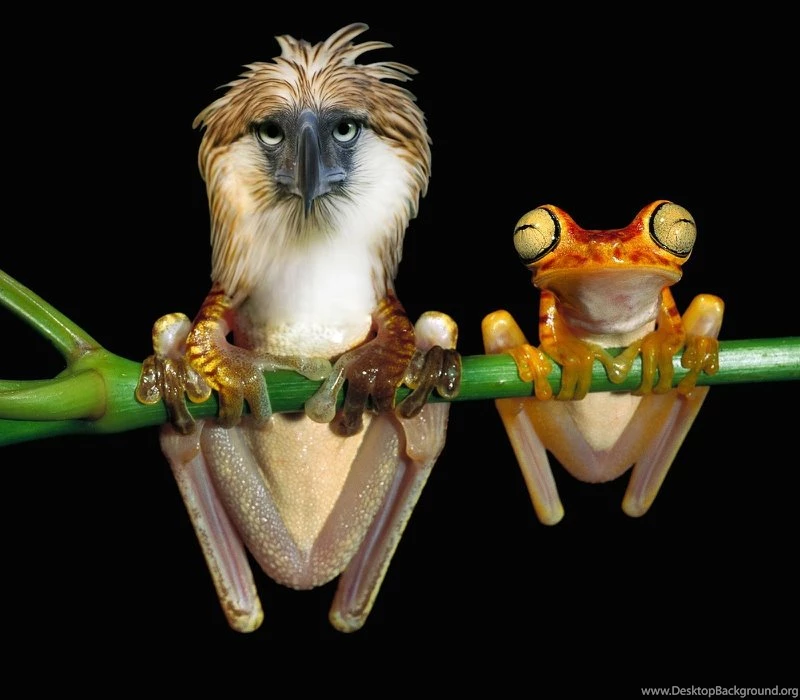 Frogs Wallpapers – Free Frogs Desktop Wallpapers