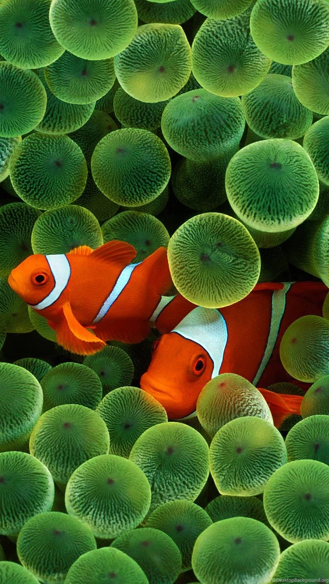 Clown Fish Wallpapers Iphone 5