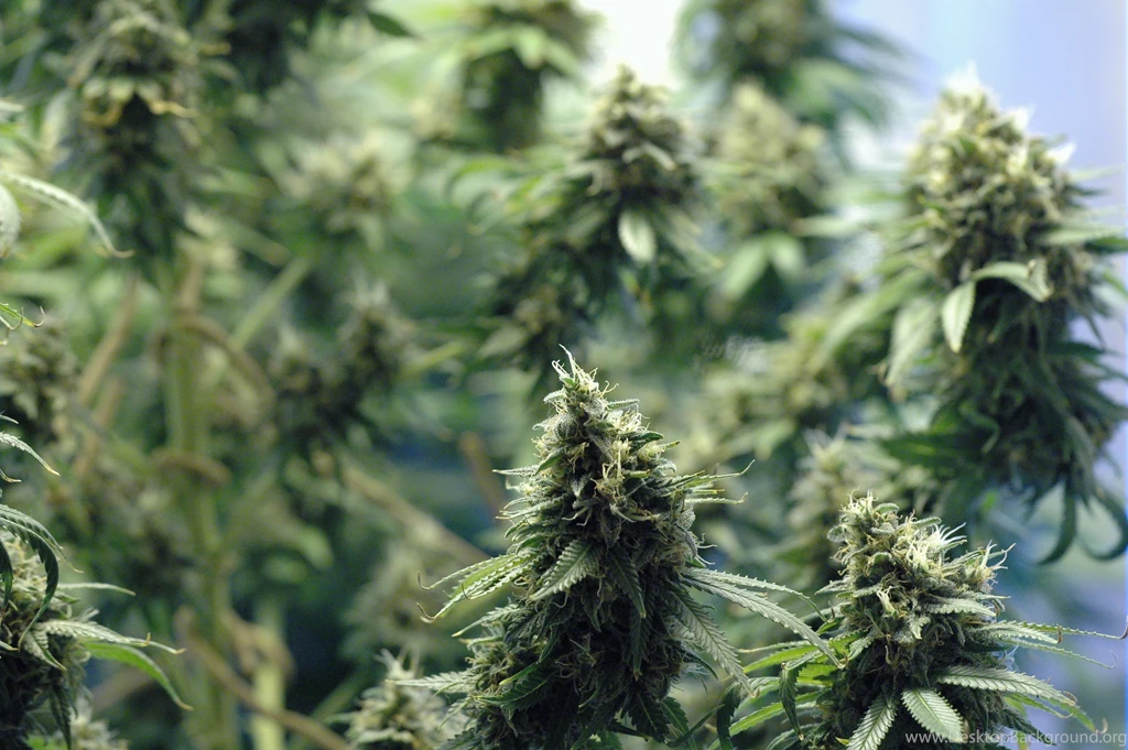 Marijuana Wallpapers