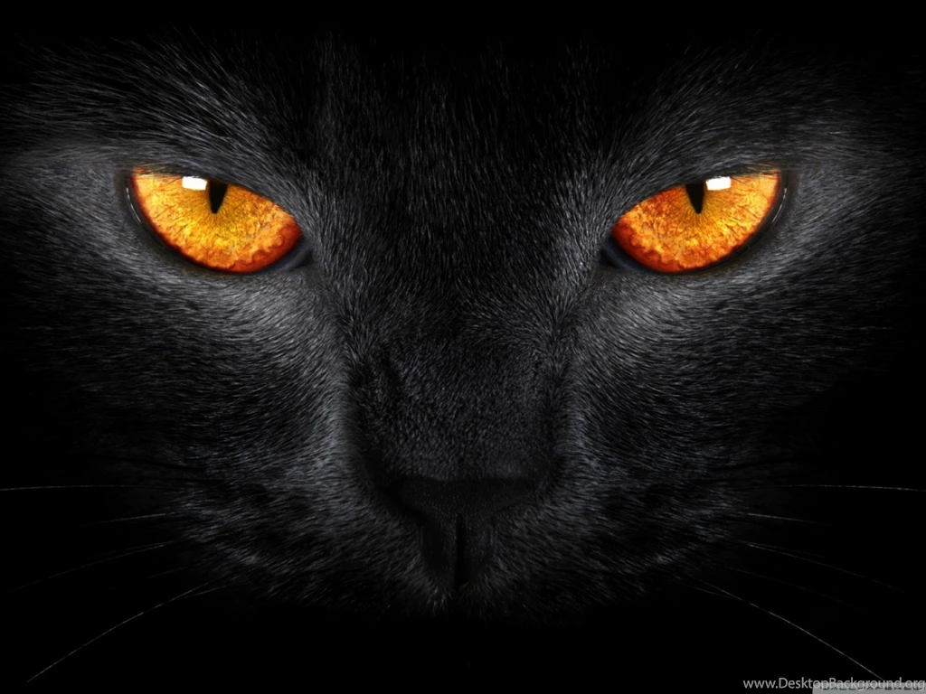 Black Cats With Orange Eyes Wallpaper.