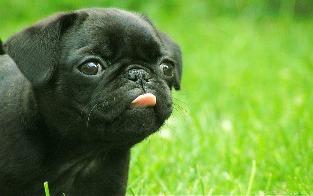 Cute Puppy wallpapers