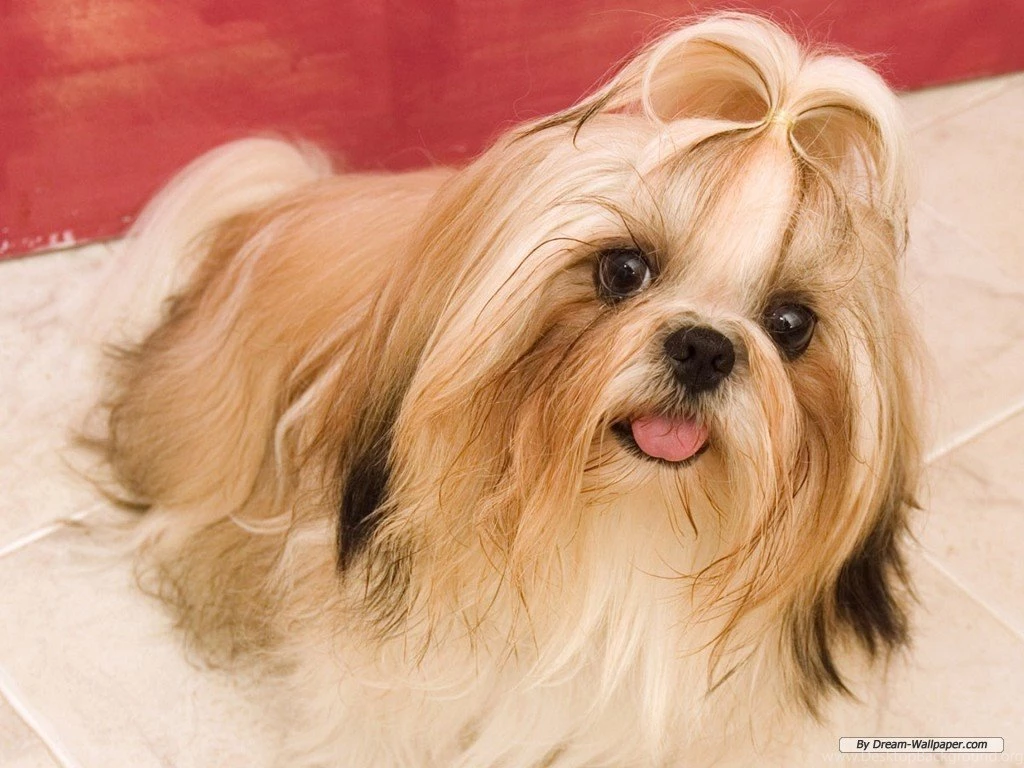 Dogs Wallpapers