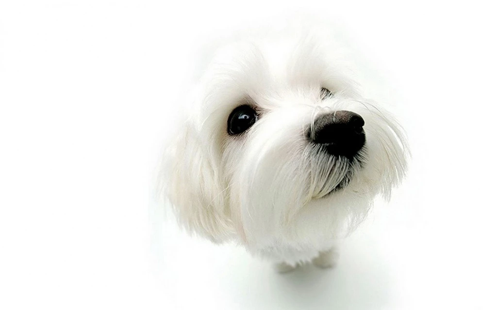 Wallpapers Dog