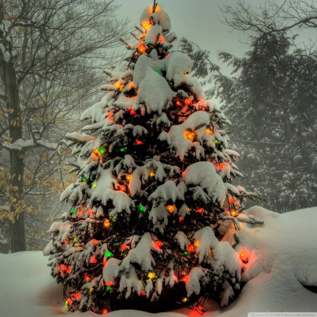 Christmas Tree Outside HD Desktop Wallpapers : High Definition ...