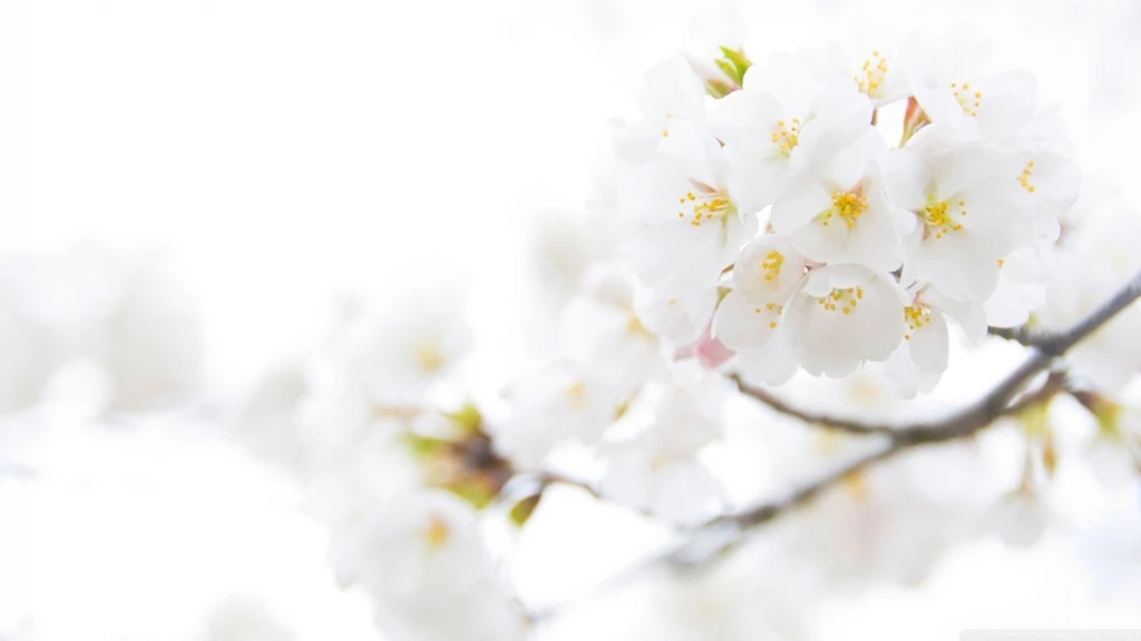 White Cherry Plum Flowers HD Desktop Wallpapers : High Definition ...