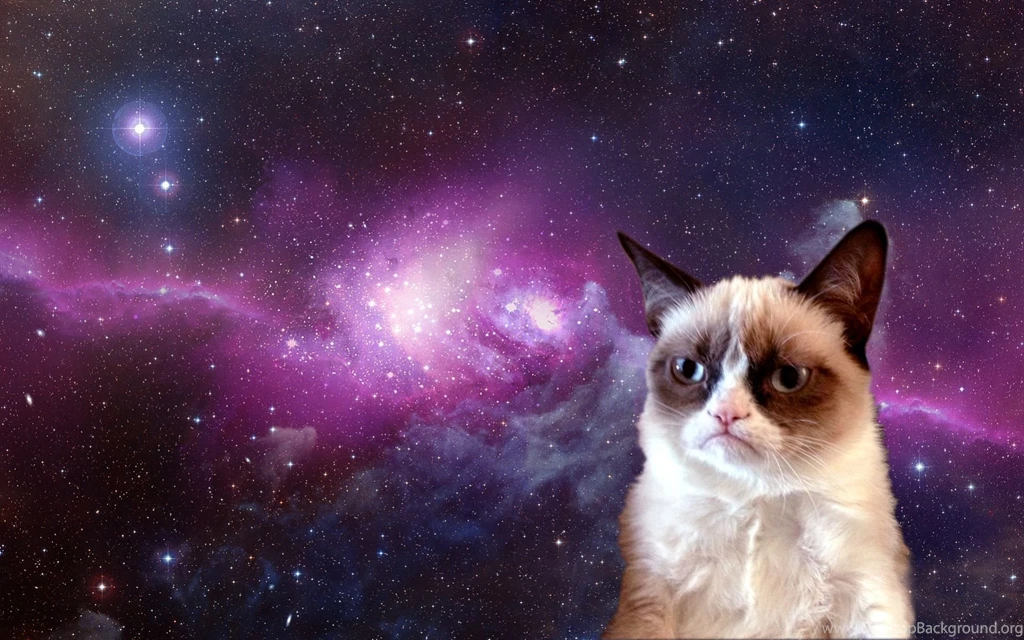 Grumpy Cat In Space HD Wallpapers For Desktop