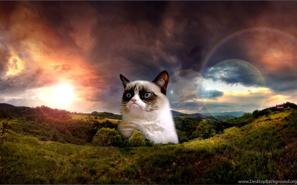 Grumpy Cat Wallpaper.