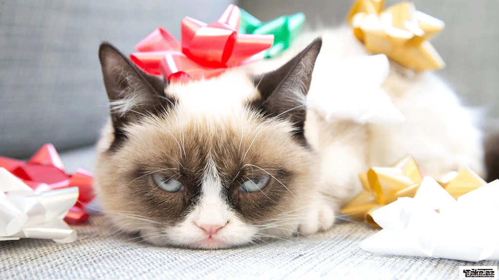 Grumpy Cat Wallpapers I Opened You Once