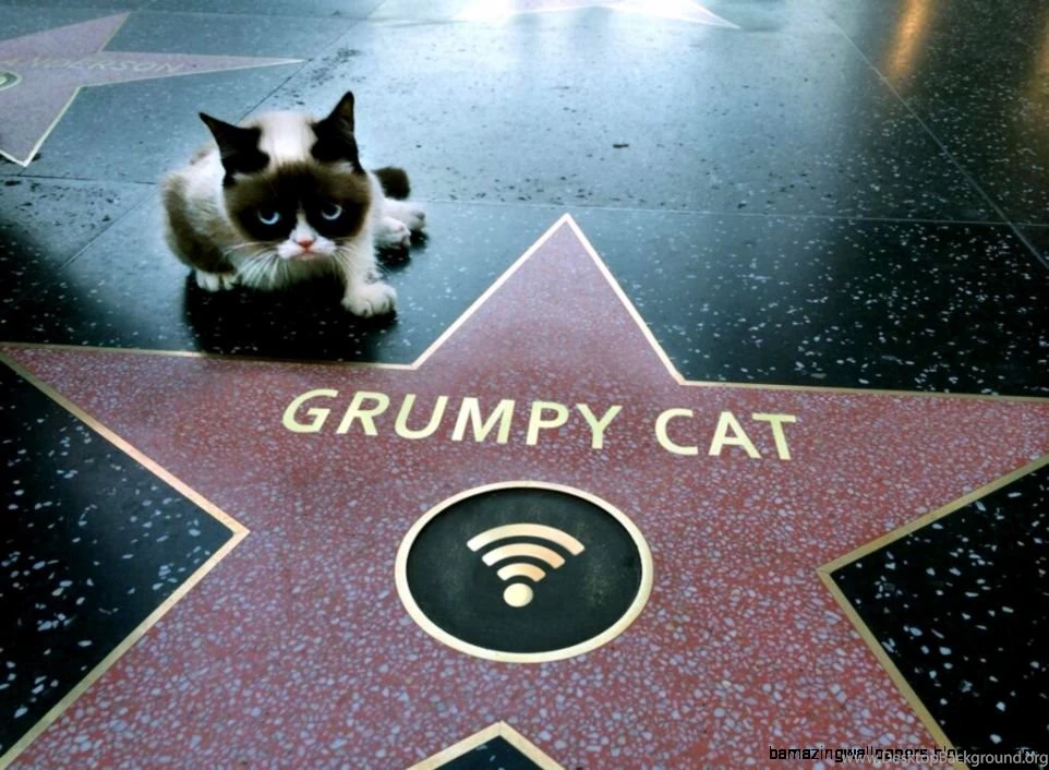Grumpy Cat Wallpapers I Opened You Once