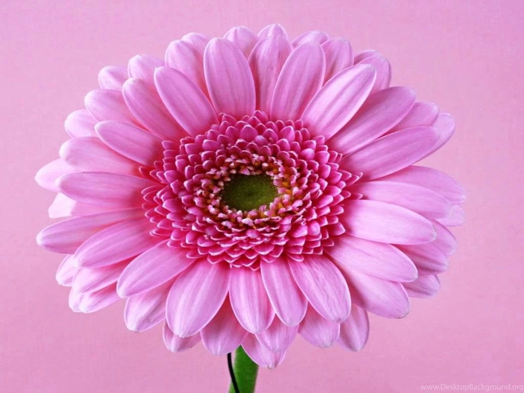 Daisy Flower Wallpapers Wallpapers Cave
